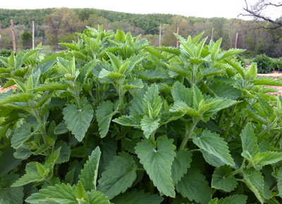 Catnip - Herb 0.45g Catnip - Herb 0.45g