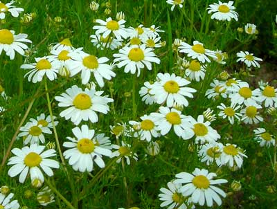 Chamomile, German - Herb 0.35g Chamomile, German - Herb 0.35g