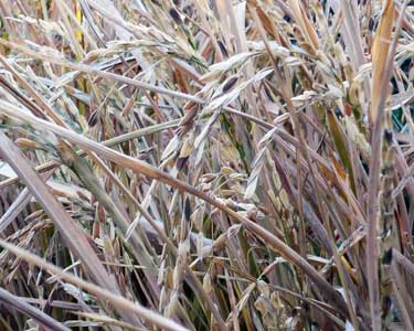 Rice: Charleston Gold GRAIN 7 g Rice: Charleston Gold GRAIN 7 g