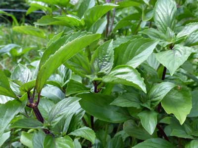 Cinnamon Basil 0.25 g Cinnamon Basil 0.25 g