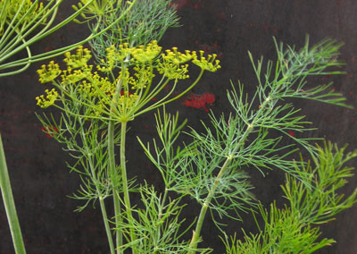 Dill, Dukat HERB / NATIVE PLANT 14 g Dill, Dukat HERB / NATIVE PLANT 14 g