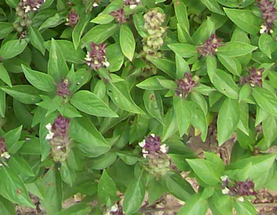 Eritrean Basil 0.12 g Eritrean Basil 0.12 g
