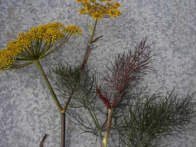 Fennel, Bronze - Herb 0.2g Fennel, Bronze - Herb 0.2g
