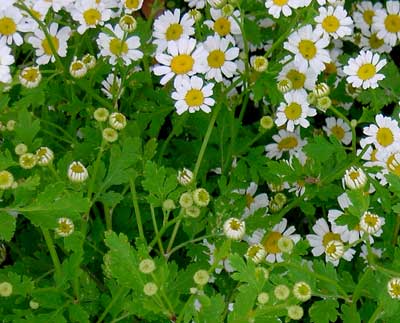 Feverfew - Herb 0.1g Feverfew - Herb 0.1g