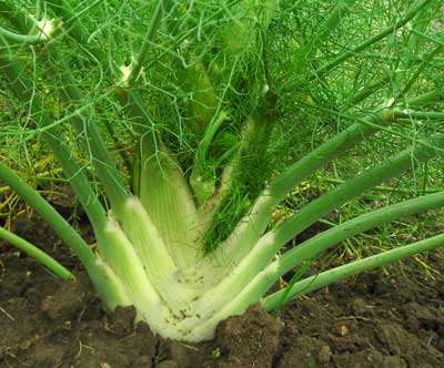 Fennel, Florence - Herb 1g Fennel, Florence - Herb 1g