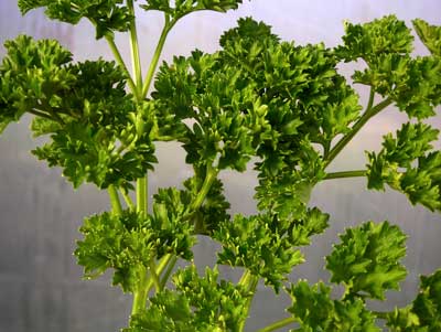 Forest Green Parsley 2g