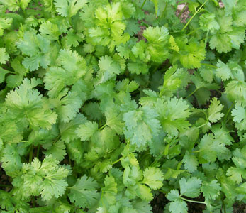 Cilantro (Coriander) - Herb 1g Cilantro (Coriander) - Herb 1g