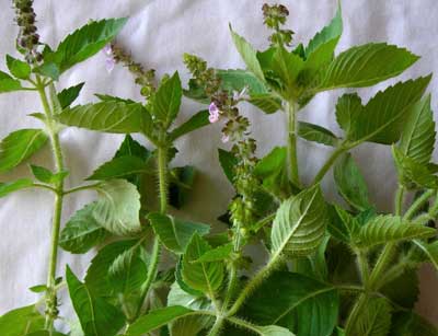 Holy Basil (Tulsi) 0.12g Holy Basil (Tulsi) 0.12g