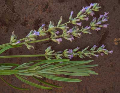 Lavender, English Munstead - Herb 0.25g Lavender, English Munstead - Herb 0.25g