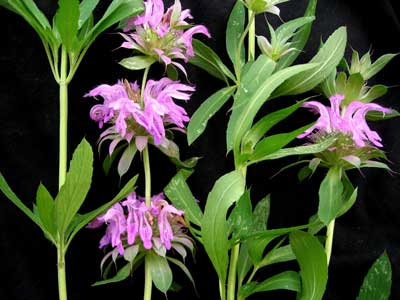 Lemon Bergamot - Herb 0.15g Lemon Bergamot - Herb 0.15g