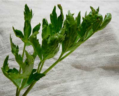 Lovage - Herb 0.25g Lovage - Herb 0.25g