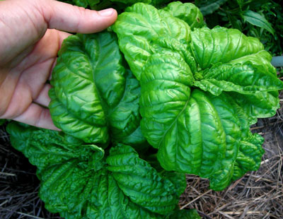 Mammoth Basil 0.12 g Mammoth Basil 0.12 g