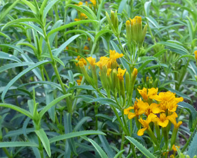 Mexican Mint Marigold (Sweet Mace, Mexican Tarragon)- Herb 0.1 g Mexican Mint Marigold (Sweet Mace, Mexican Tarragon)- Herb 0.1 g