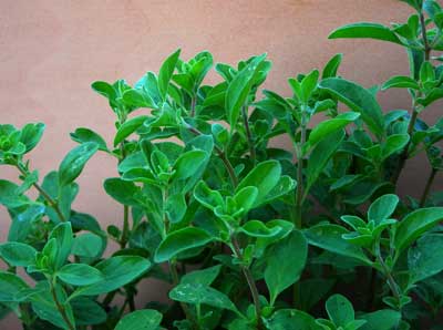 Marjoram, Sweet - Herb 0.18g Marjoram, Sweet - Herb 0.18g