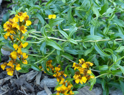 Mexican Mint Marigold (Sweet Mace, Mexican Tarragon)- Herb 0.10g Mexican Mint Marigold (Sweet Mace, Mexican Tarragon)- Herb 0.10g
