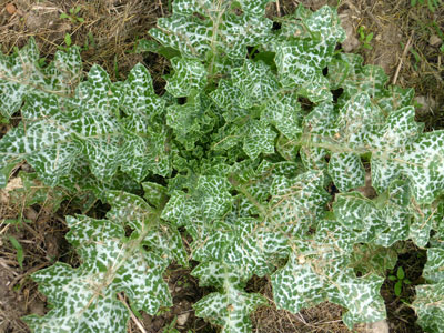 Milk Thistle 1 g Milk Thistle 1 g