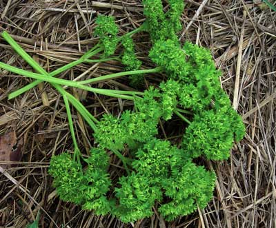 Moss Curled Parsley 28g