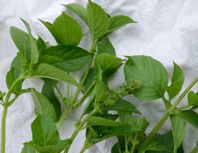 Lemon Basil, Mrs. Burns 0.12 g Lemon Basil, Mrs. Burns 0.12 g