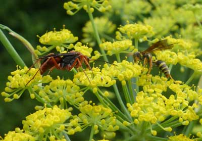 Wild Garden Perennial Insectary MIX Wild Garden Perennial Insectary MIX