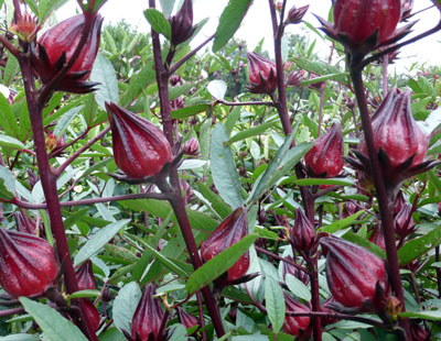 Roselle, Thai Red - Herb 0.6g Roselle, Thai Red - Herb 0.6g
