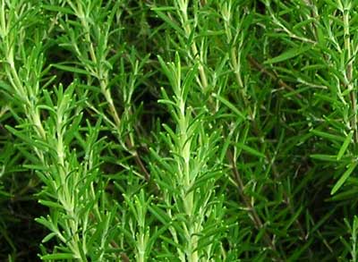 Rosemary - Herb 0.1g Rosemary - Herb 0.1g