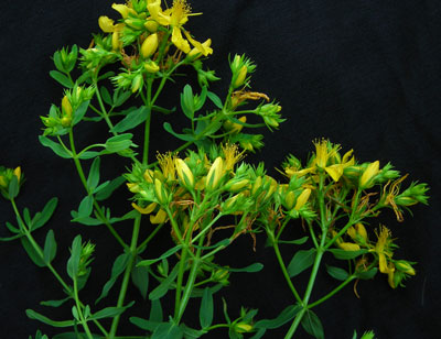 St. Johnswort - Herb 0.05g St. Johnswort - Herb 0.05g
