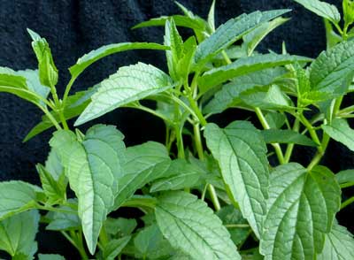 Skullcap - Herb 0.1g Skullcap - Herb 0.1g