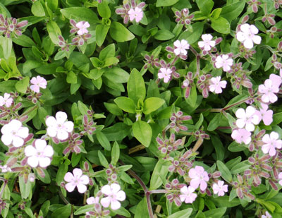 Soapwort - Herb 0.15g Soapwort - Herb 0.15g