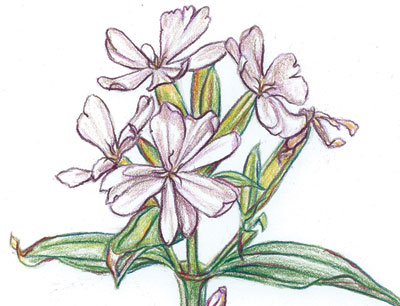 Soapwort - Herb 0.15g Soapwort - Herb 0.15g