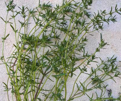 Savory, Summer - Herb 0.25g Savory, Summer - Herb 0.25g