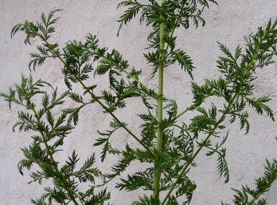 Wormwood, Sweet (Sweet Annie) - Herb 0.05g Wormwood, Sweet (Sweet Annie) - Herb 0.05g