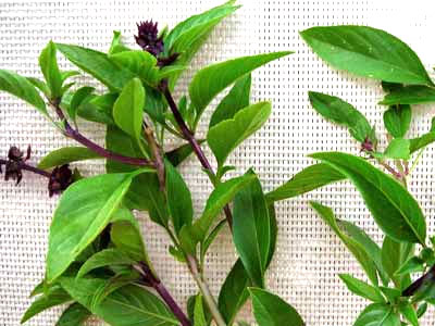 Sweet Thai Basil 0.18 g Sweet Thai Basil 0.18 g