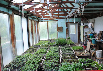 greenhouse seedlings