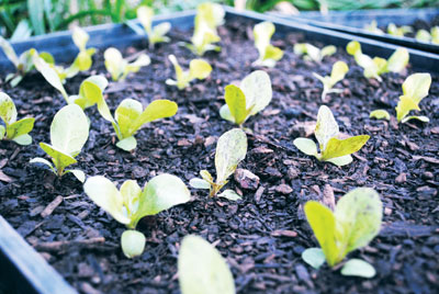 greenhouse seedlings