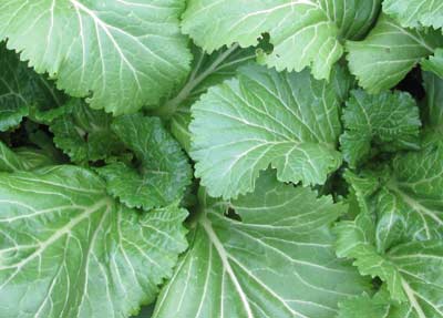 Horned MUSTARD 2 g Horned MUSTARD 2 g