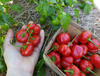 Jasmyn Rissie Hot Pepper, 0.3 g Jasmyn Rissie Hot Pepper, 0.3 g