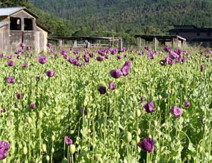 Poppy, Breadseed, Hungarian Blue - Herb 0.25g Poppy, Breadseed, Hungarian Blue - Herb 0.25g