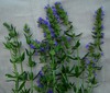 Hyssop - Herb 0.1g Hyssop - Herb 0.1g