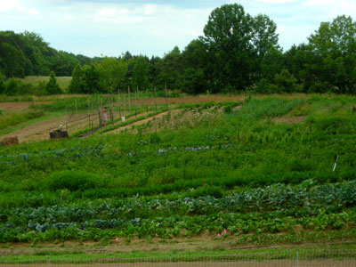 one of our gardens in spring