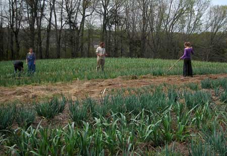 weeding garlic and onions