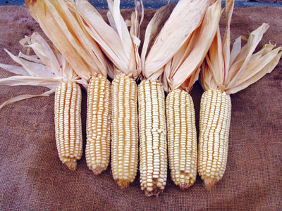 Jellicorse Twin CORN, DENT 57 g Jellicorse Twin CORN, DENT 57 g