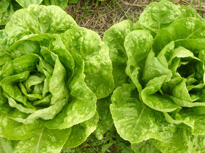 Kalura LETTUCE, ROMAINE 0.5 g Kalura LETTUCE, ROMAINE 0.5 g