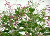 Kiss-Me-Over-the-Garden-Gate, 1 g Kiss-Me-Over-the-Garden-Gate, 1 g