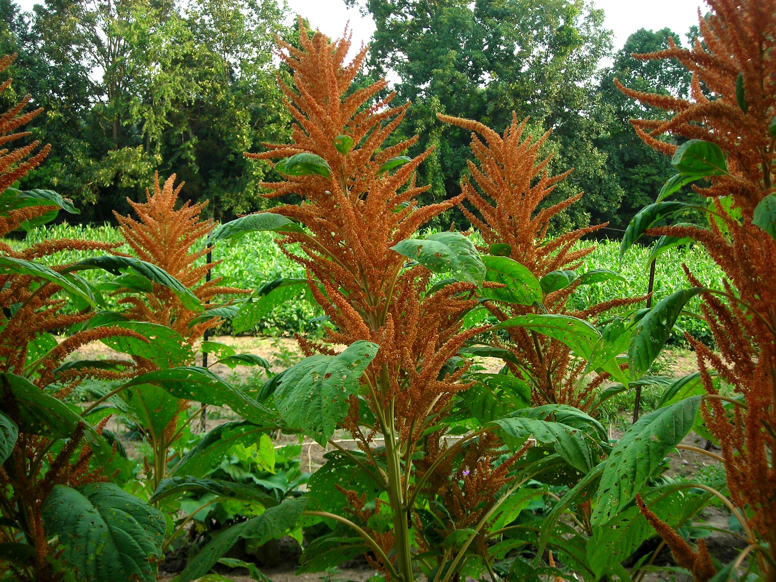 Amaranth, Golden, 2 g : Southern Exposure Seed Exchange, Saving the ...