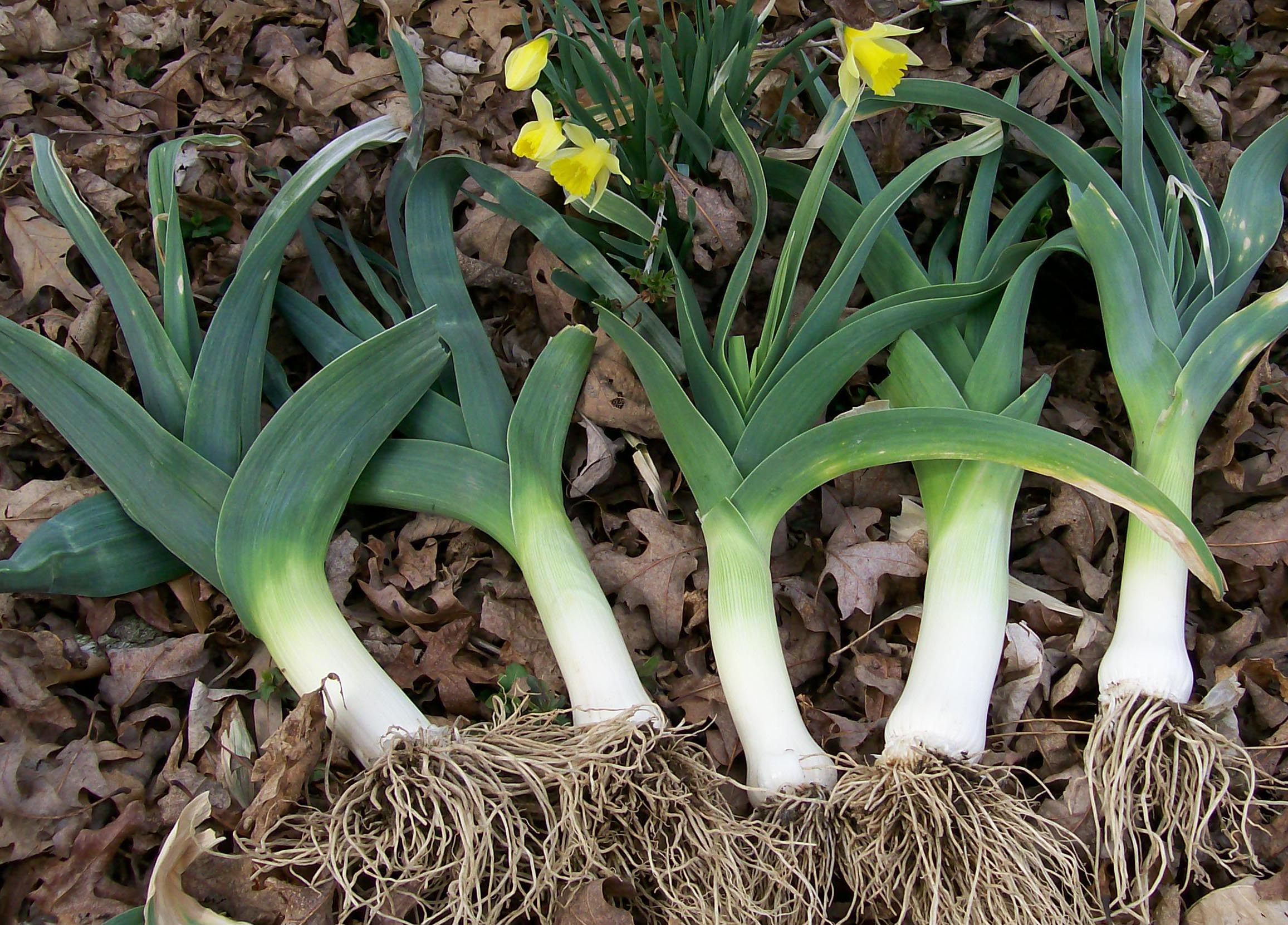 american flag broad london leek 3 g southern exposure seed