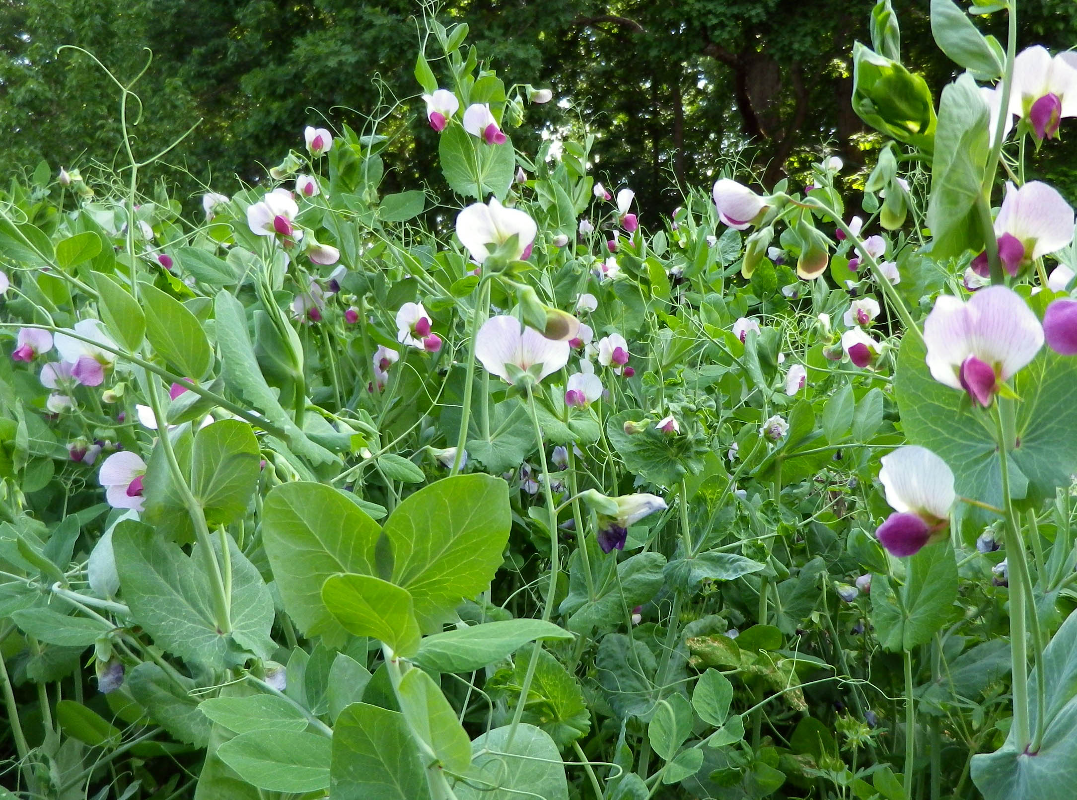 Austrian Winter Peas, 1/2 lb Southern Exposure Seed