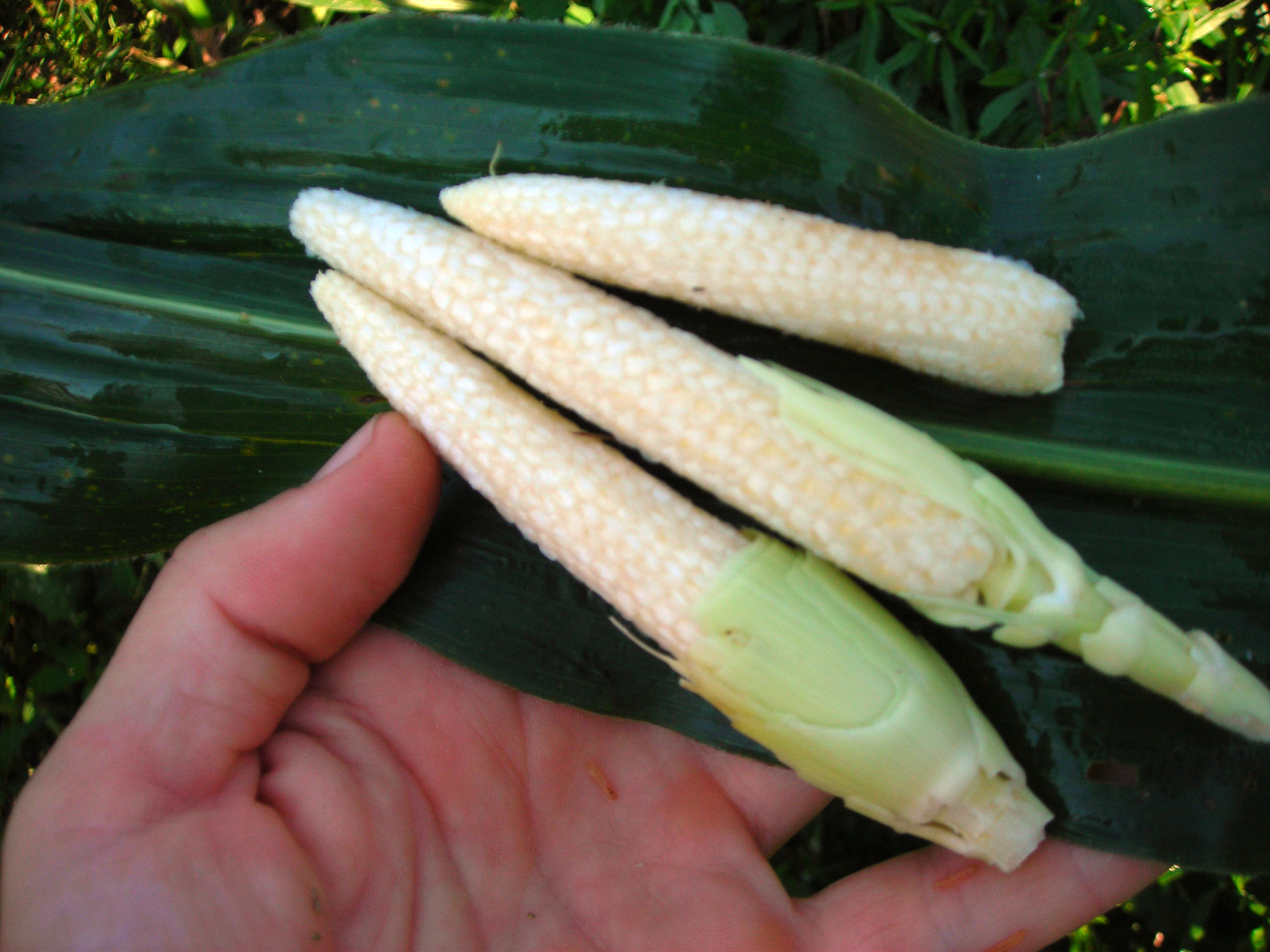 corn asian baby Seed for