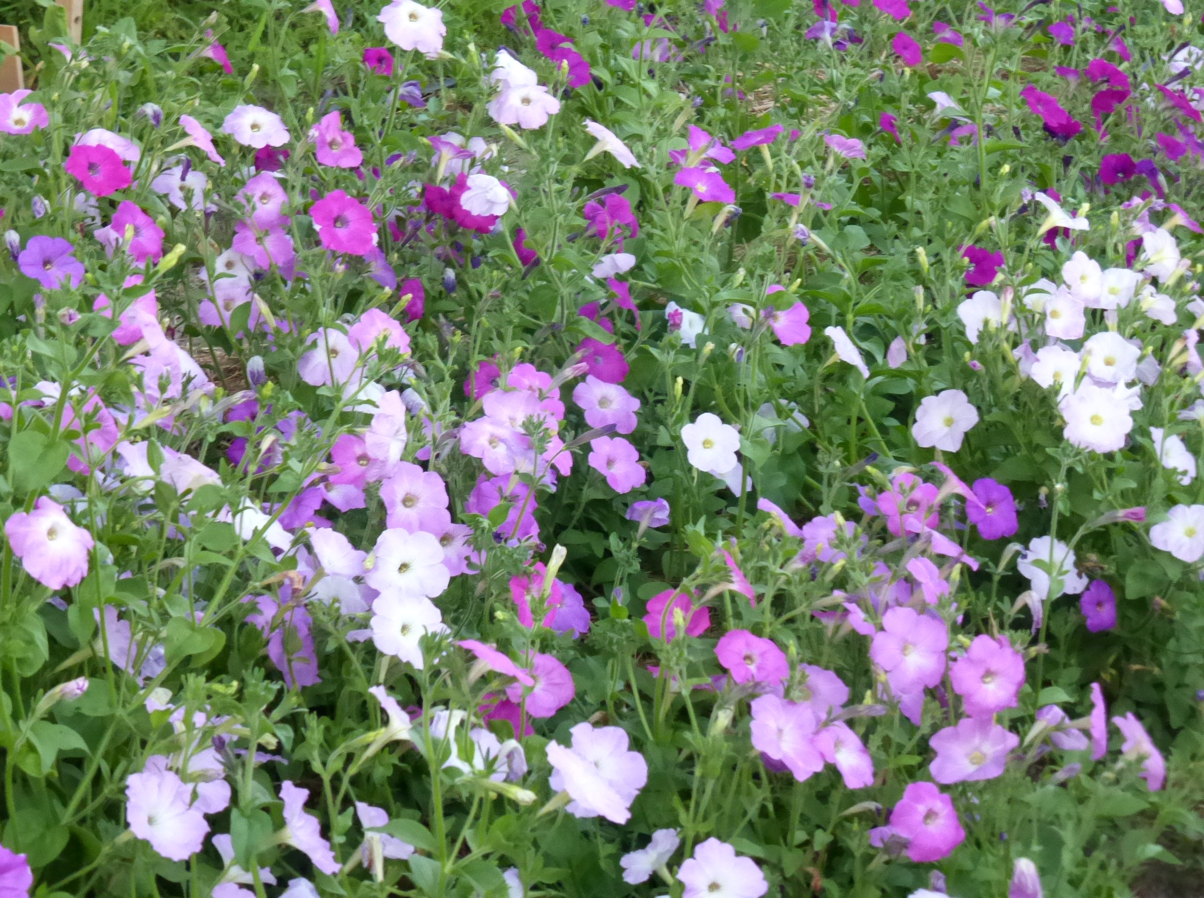 Petunia, Balcony, 0.05 g : Southern Exposure Seed Exchange, Saving the