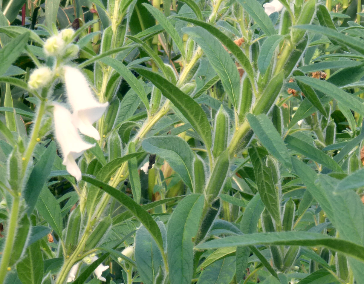 Sesame, Benne, 1.5 g : Southern Exposure Seed Exchange, Saving the Past