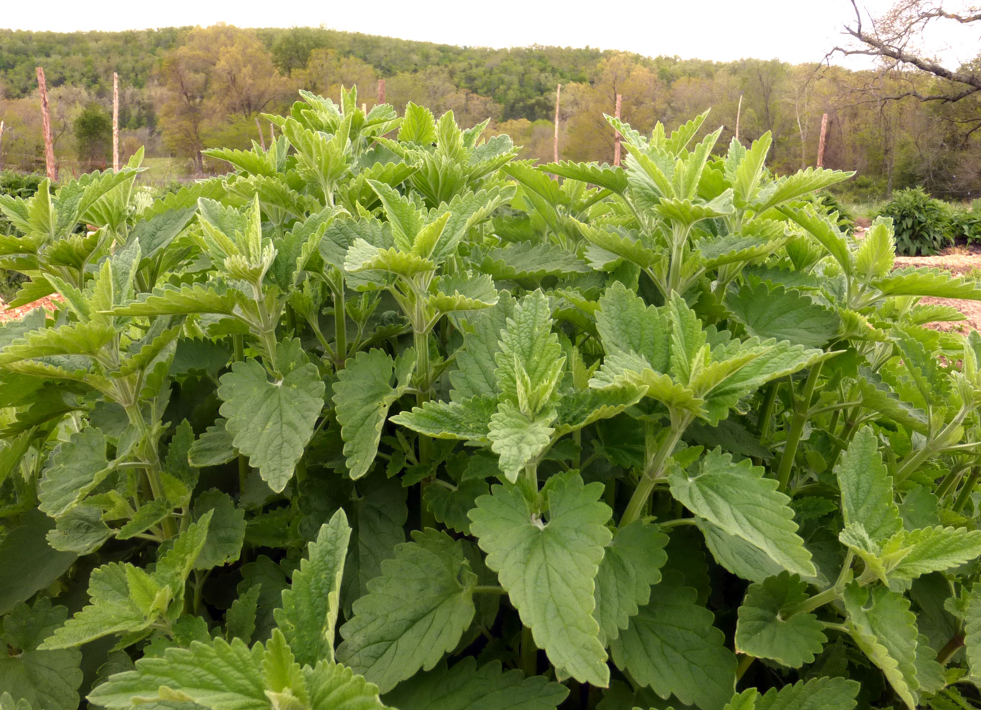 Catnip, 0.45 g Southern Exposure Seed Exchange, Saving